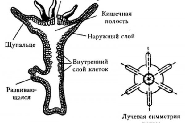 Кракен зон